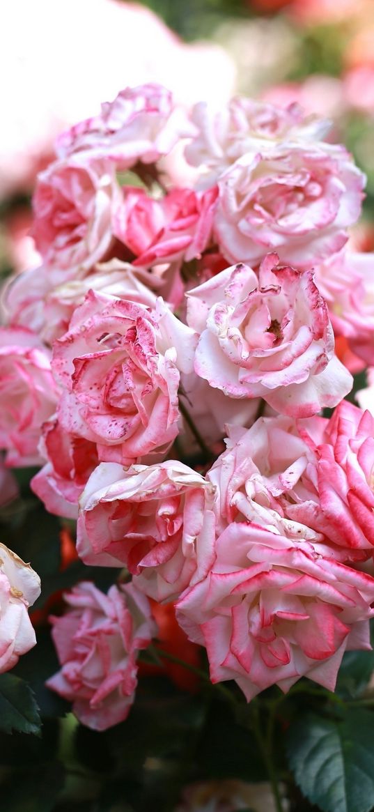 rose, pink, buds, blooms