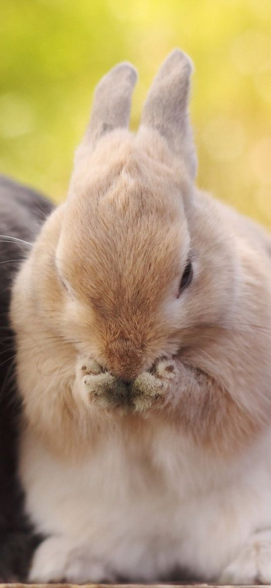 rabbits, paws, muzzle, fluffy