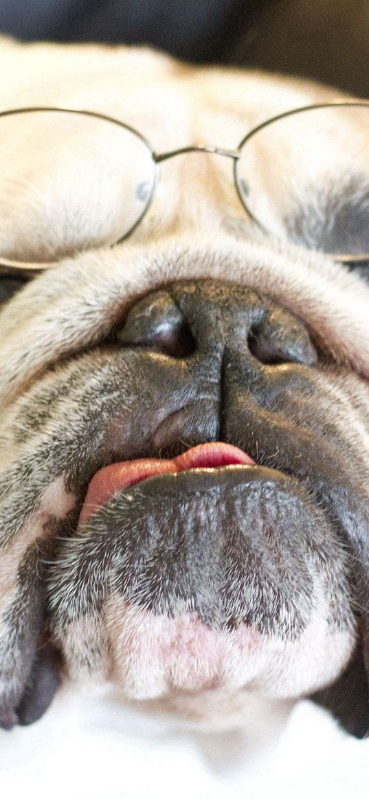 bulldog, dog, face, eyes, glasses