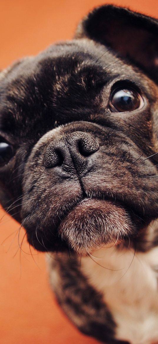 bulldog, dog, puppy, snout, eyes, spotted