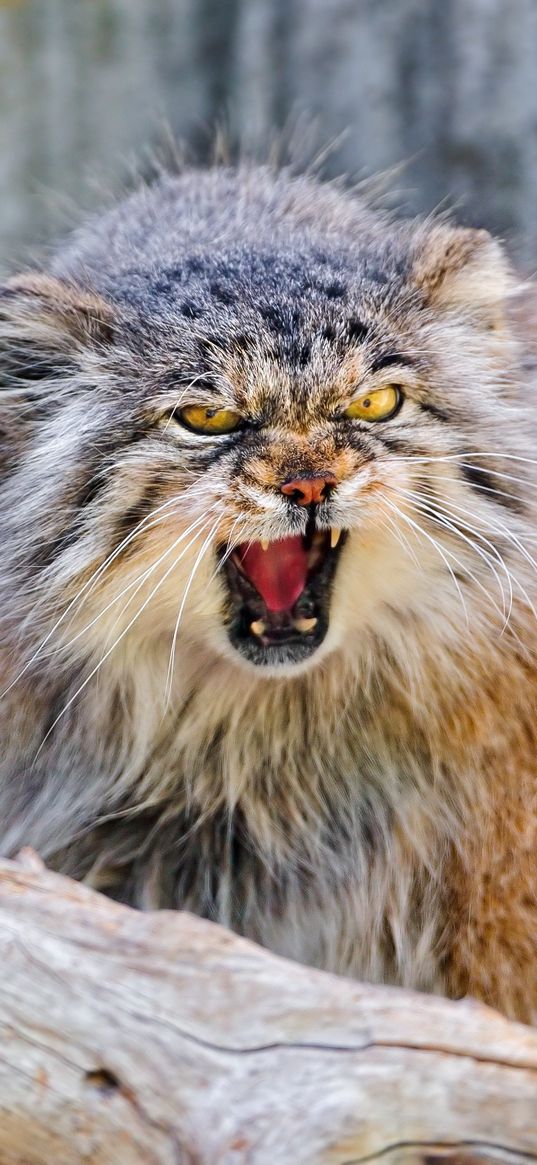 manul, muzzle, aggression, cat