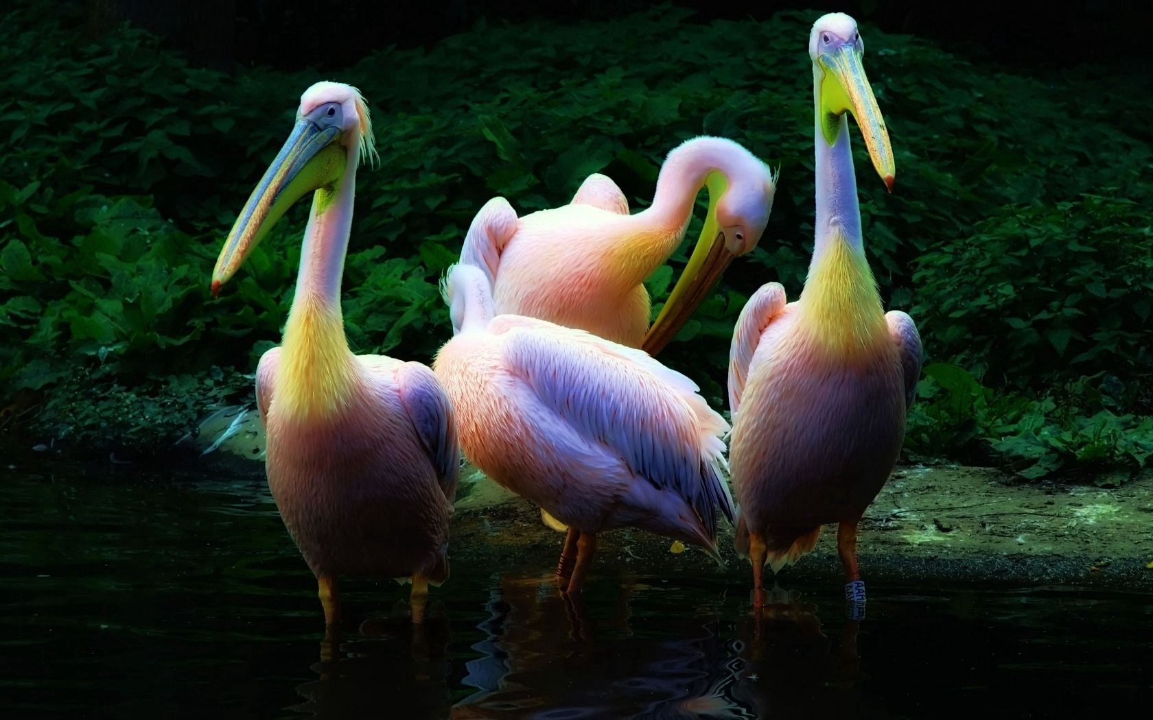 pelican, flock, pink, water, family