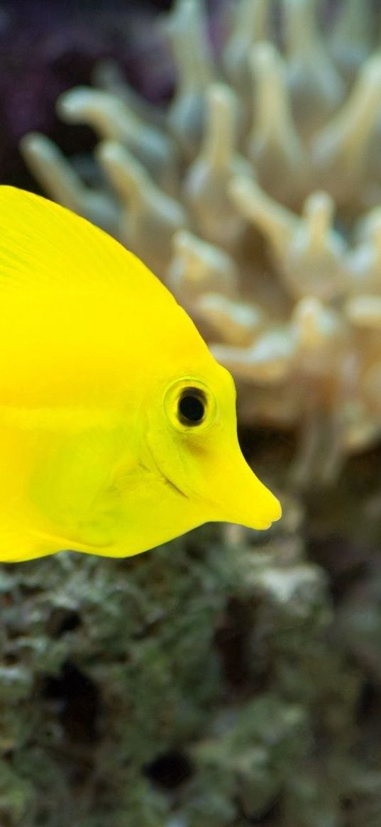 fish, yellow, underwater, seaweed