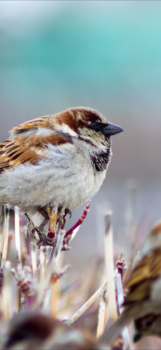 sparrows, branch, birds, winter