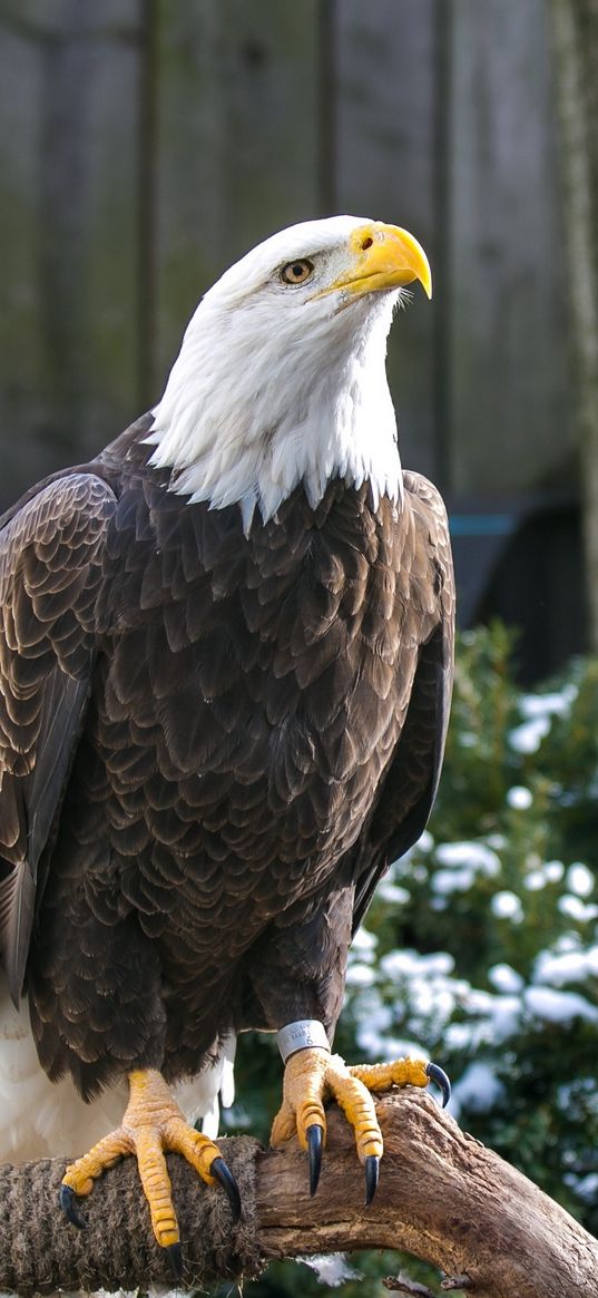 bald eagle, eagle, bird, predator, beak, legs