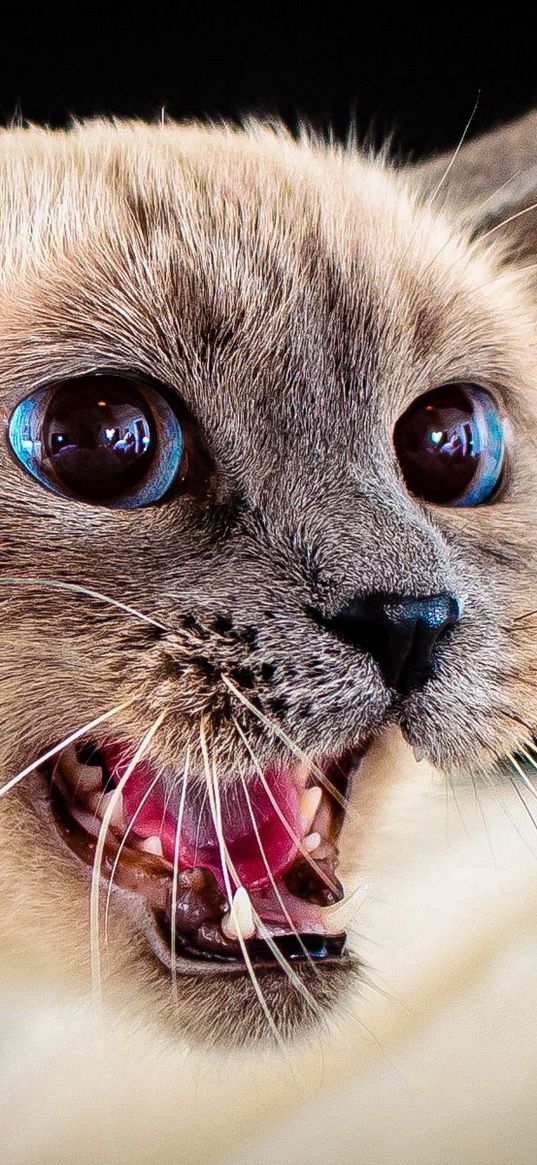 siamese cat, eyes, blue-eyed, spotted