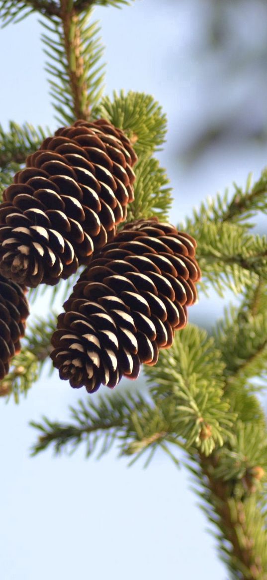 spruce, pine cones, pine, branch