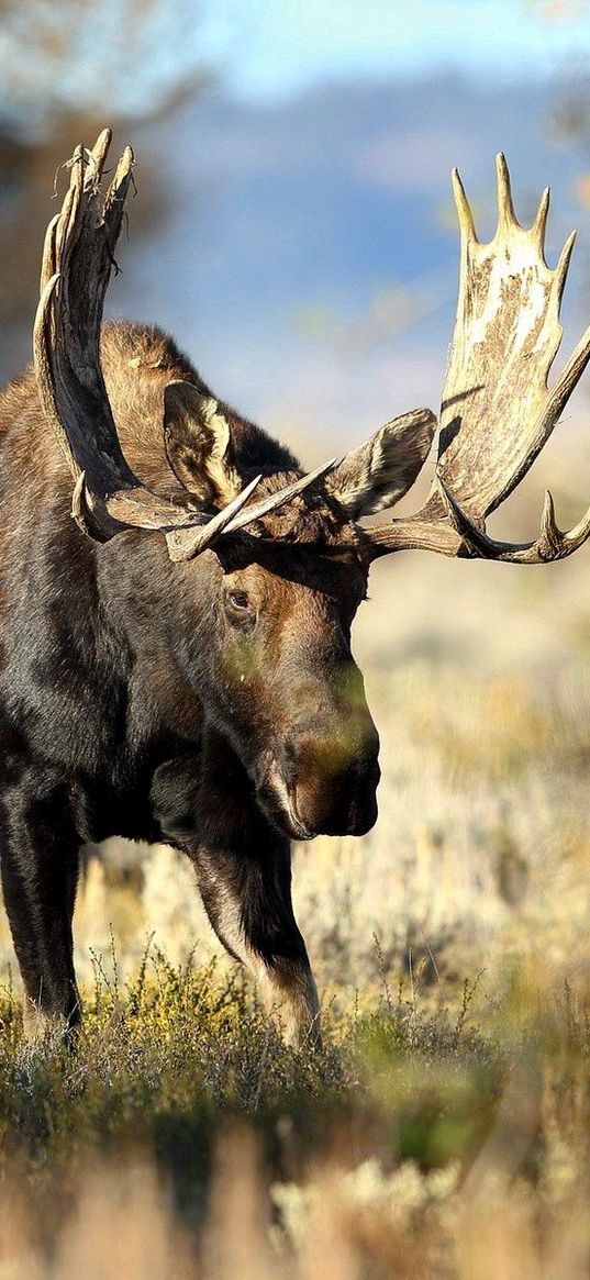 deer, grass, horn, blur, forest