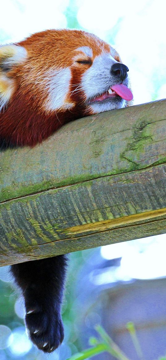 panda, lesser panda, red panda, branch, rest, sleep