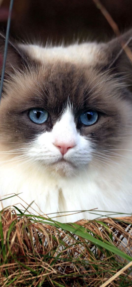 cat, furry, grass, blue-eyed