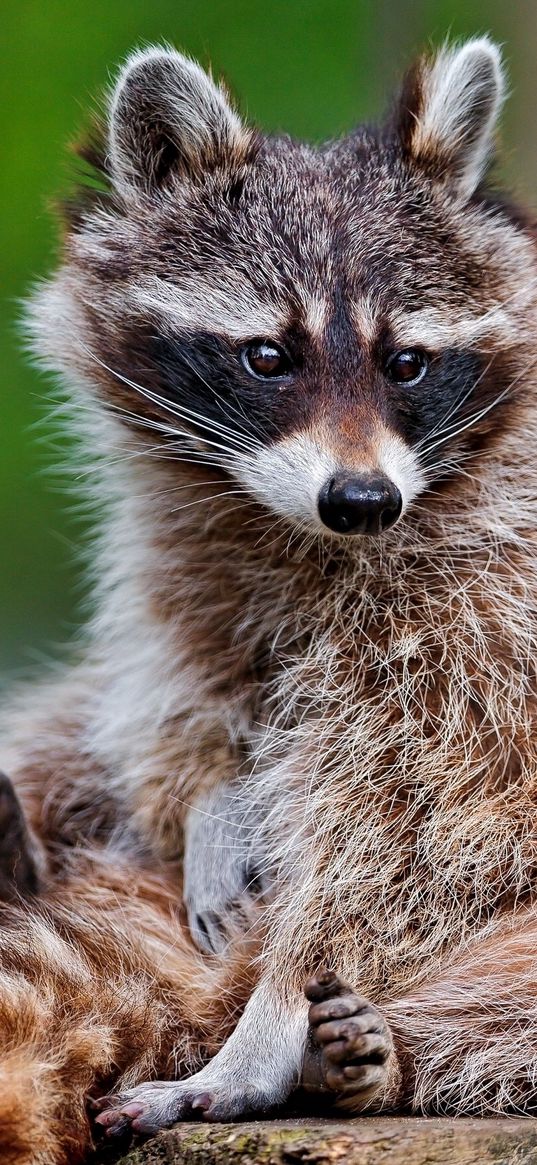 raccoon, animal, tree, striped