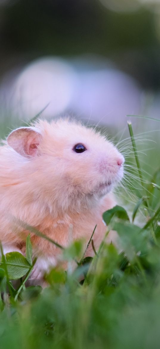 hamster, bear, toy, tea, grass, tableware