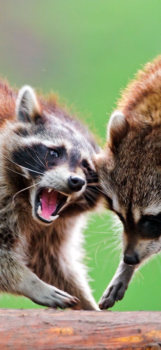 raccoons, raccoon, couple, fight