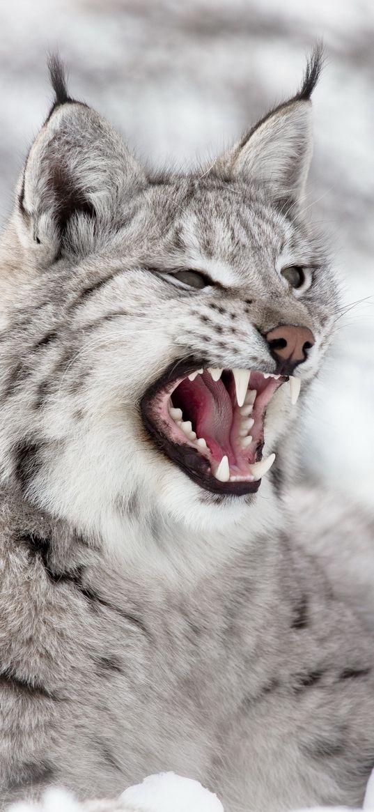 lynx, predator, snow, aggression