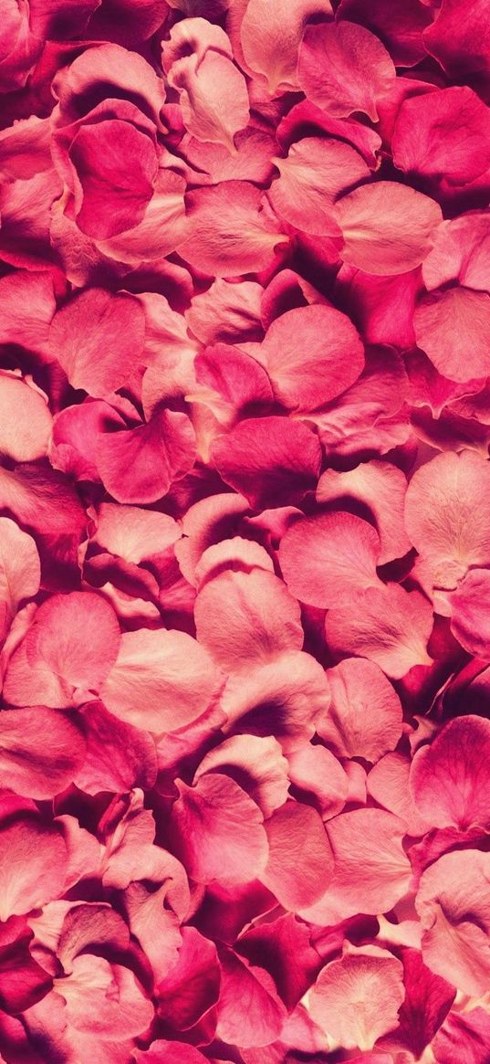 petals, rose, red, texture