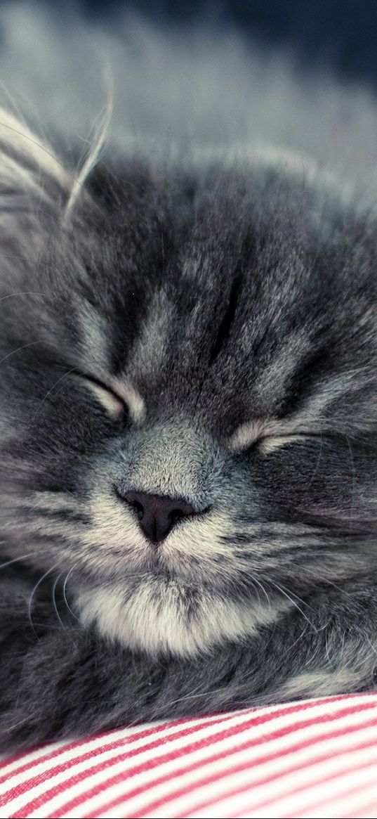 cat, fluffy, face, sleep