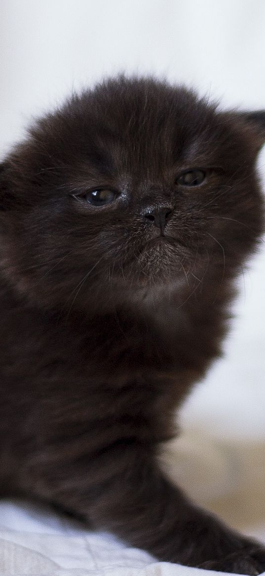 kitten, black, photo shoot, baby