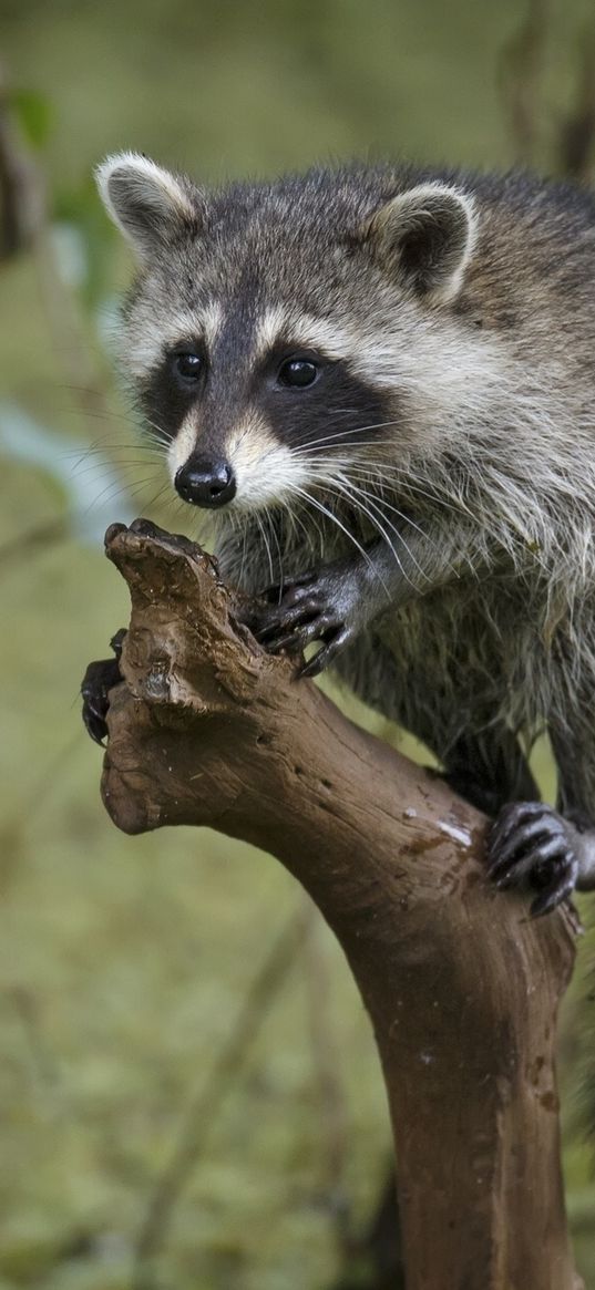 raccoon, tree, branch, striped