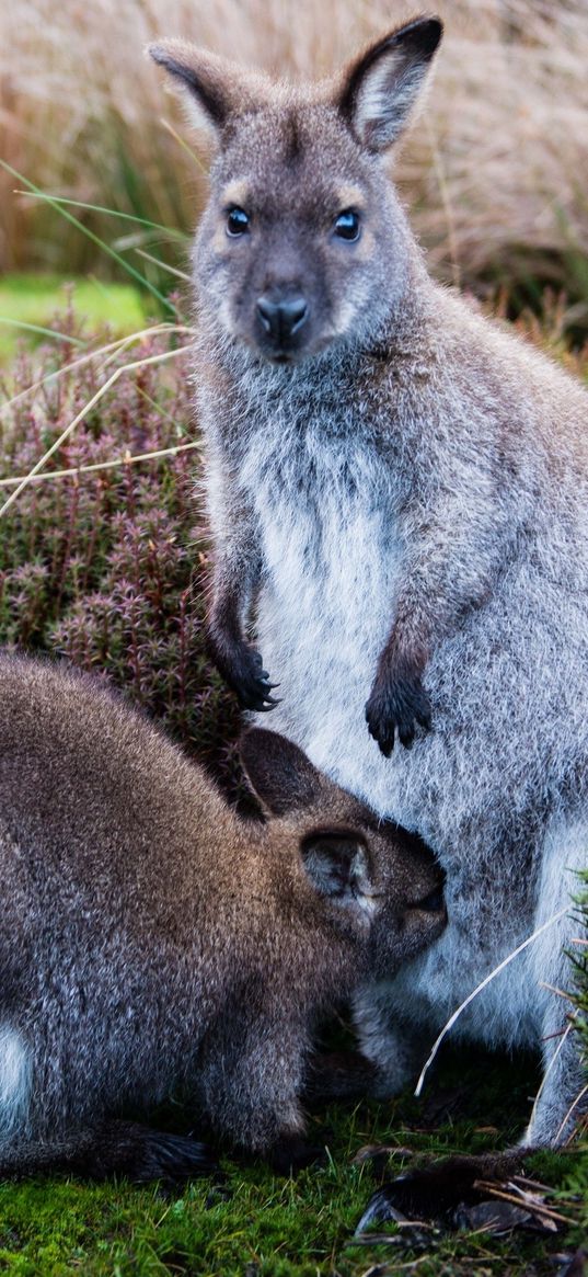 kangaroo, baby, grass, care, animals