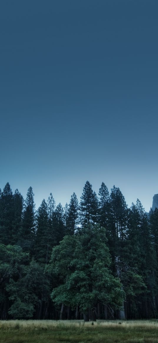 trees, forest, mountains, usa, california, yosemite valley, national park