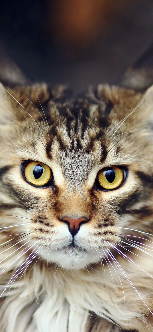 cat, face, furry, striped