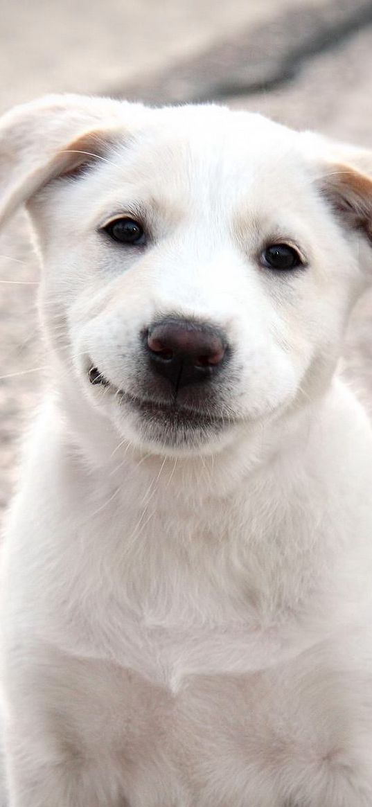 puppy, dog, white, smile