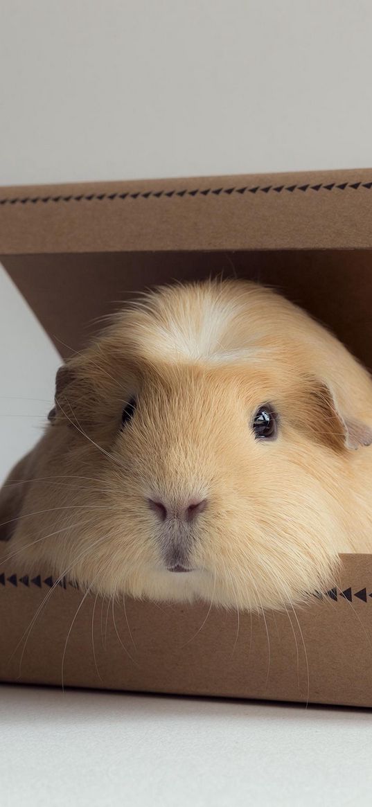 guinea pig, box, rodent