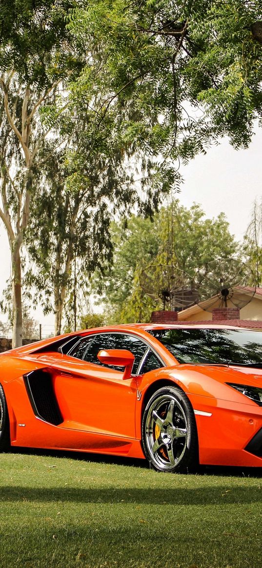 lamborghini, aventador, lp700-4, orange, front view, reflection, elephant, trees, fencing, building