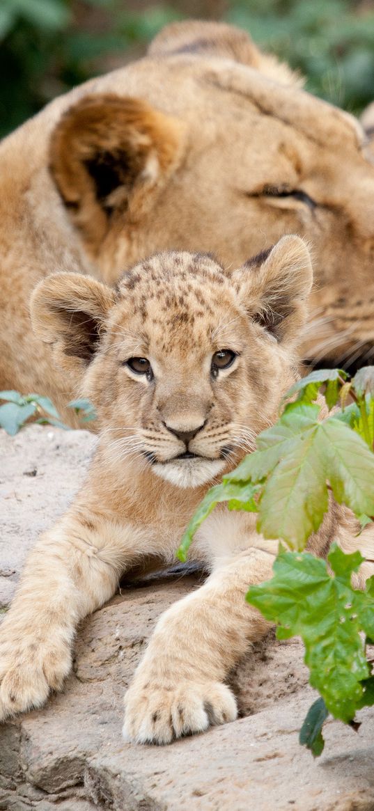 lion, cubs, leaves, stones