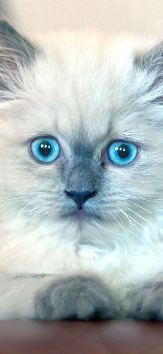 kitten, fluffy, blue-eyed