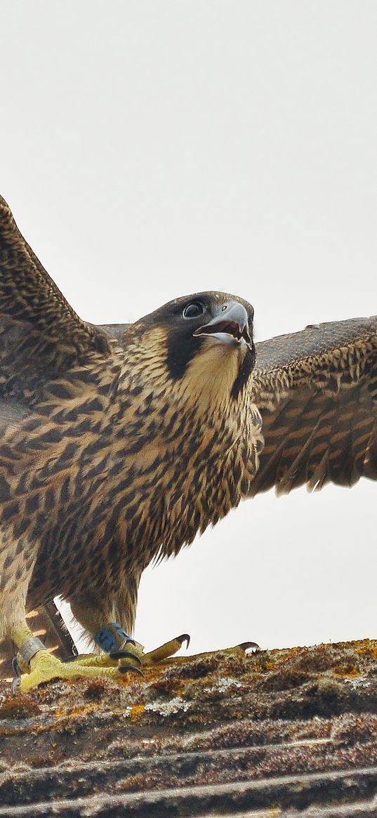 peregrine falcon, bird, predator, falco peregrinus