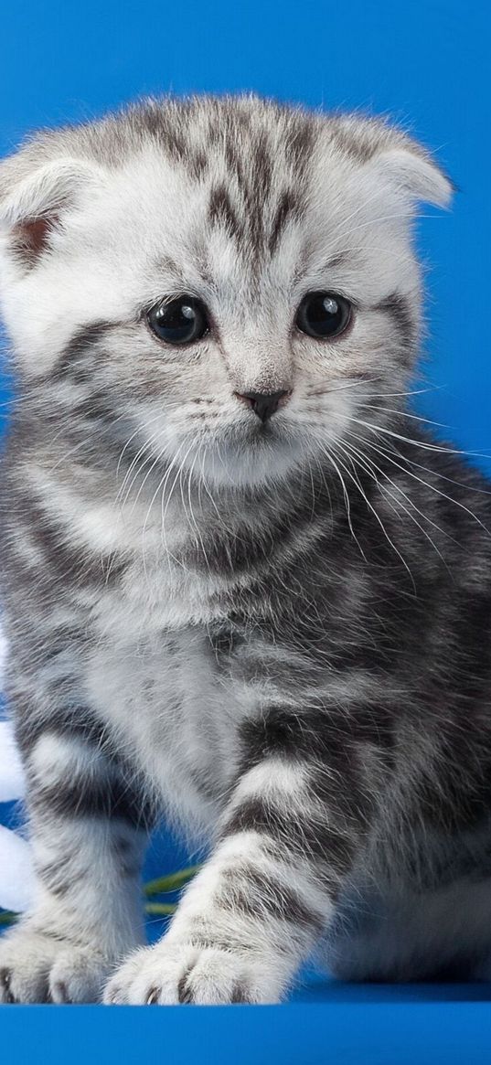 kitten, striped, flower, daisy