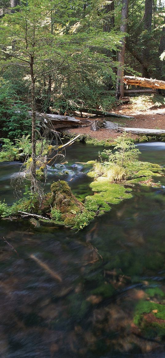 wood, trees, river, moss, current