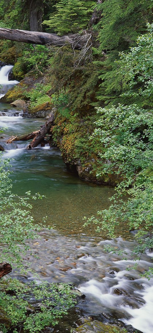 trees, branches, river, logs, leaves, current