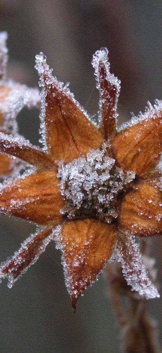 flowers, hoarfrost, frost, autumn, captivity