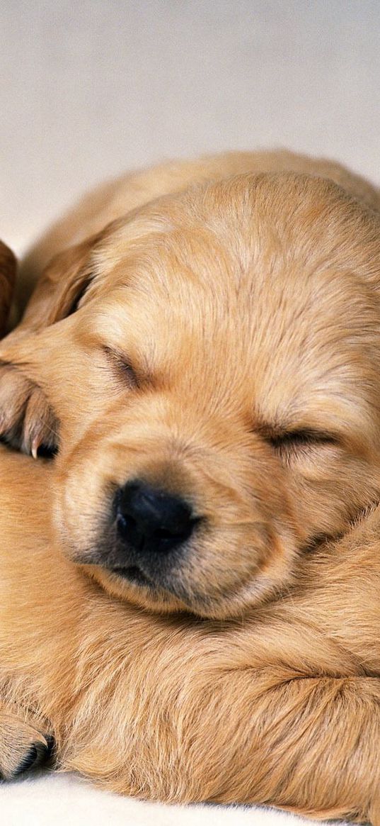 puppies, dogs, pair, red-haired, sleeping