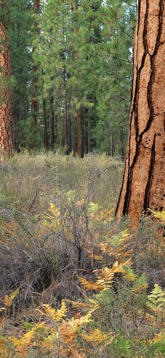 wood, trees, bark, cracks