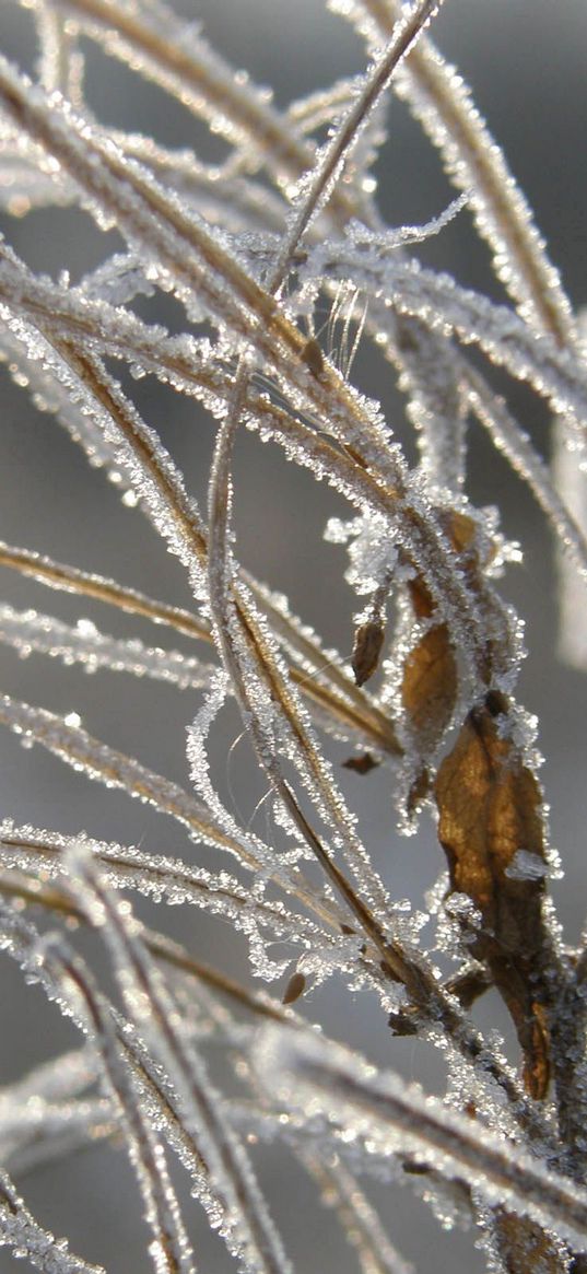 grass, leaves, frost, hoarfrost, ice, autumn