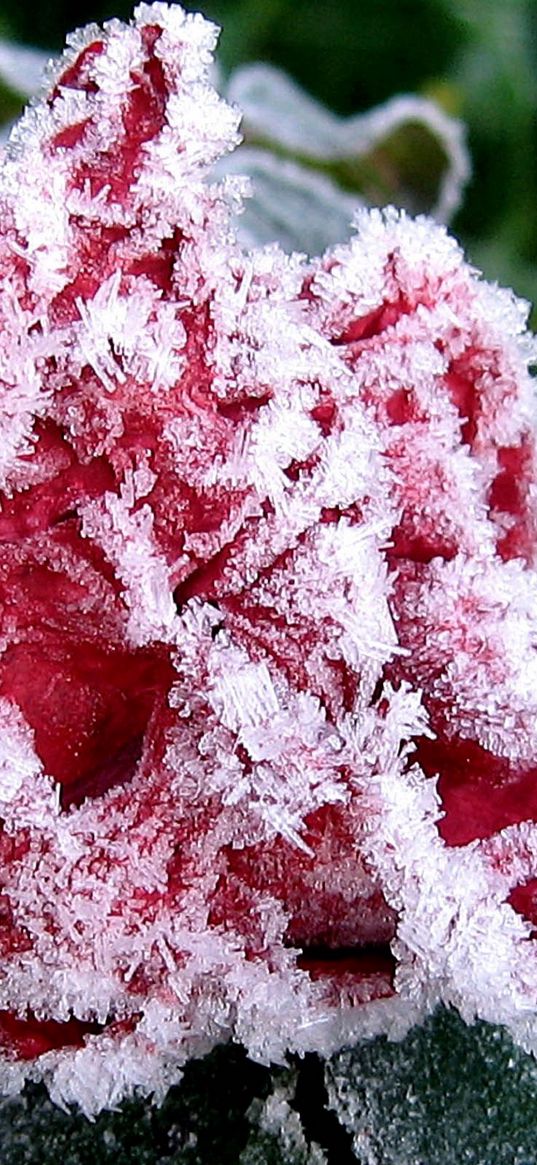 flower, garden, frost, hoarfrost, ice, autumn