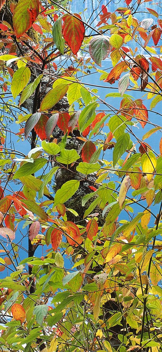 leaves, autumn, multi-colored, palette, paints, tree, sea