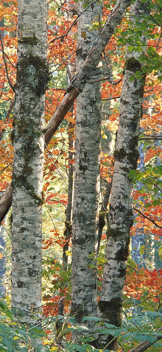 trees, birches, autumn, leaves, multi-colored, bark, wood