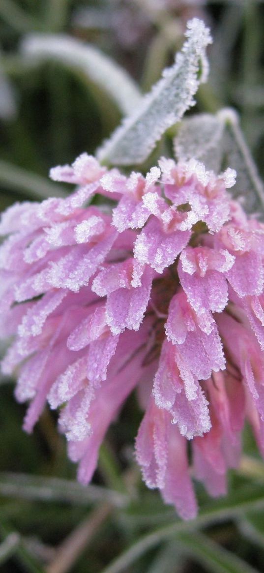 flower, hoarfrost, frost, bud, grass, leaves, captivity