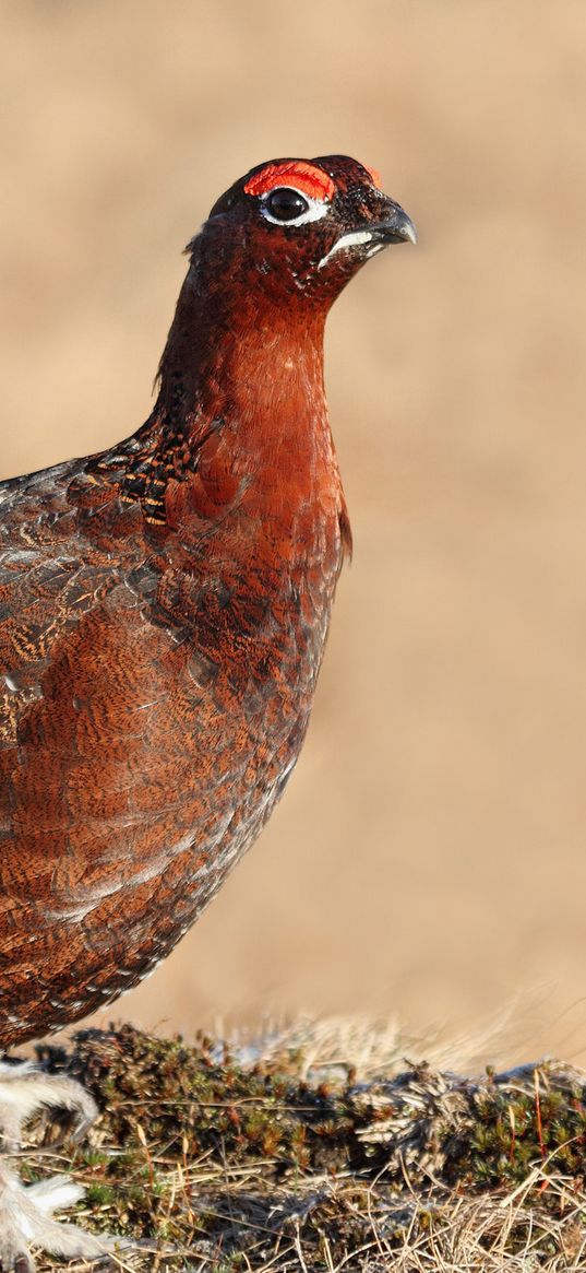 grouse, bird, color, large