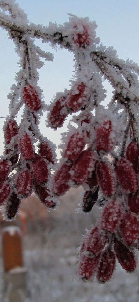 dogrose, berries, branch, hoarfrost, frost, winter