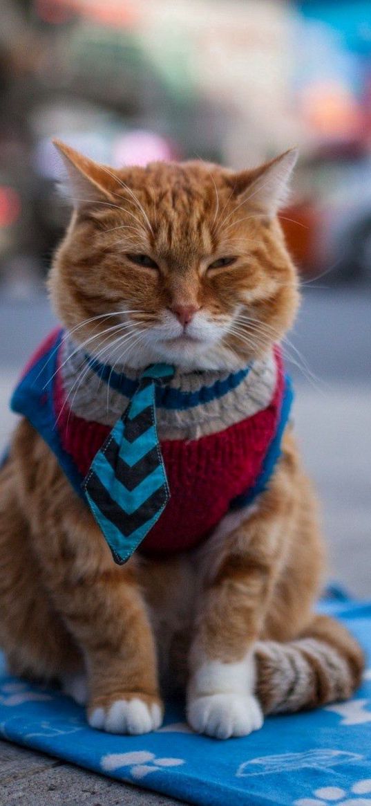 cat, beggar, clothing, redhead