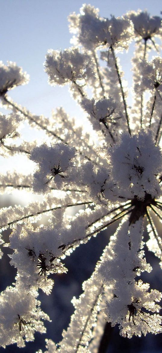 fennel, snow, hoarfrost, winter, frost