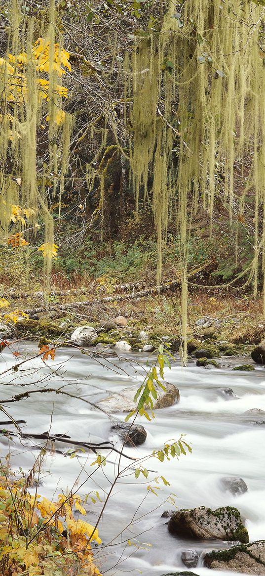 autumn, river, trees, leaves, multi-colored, web