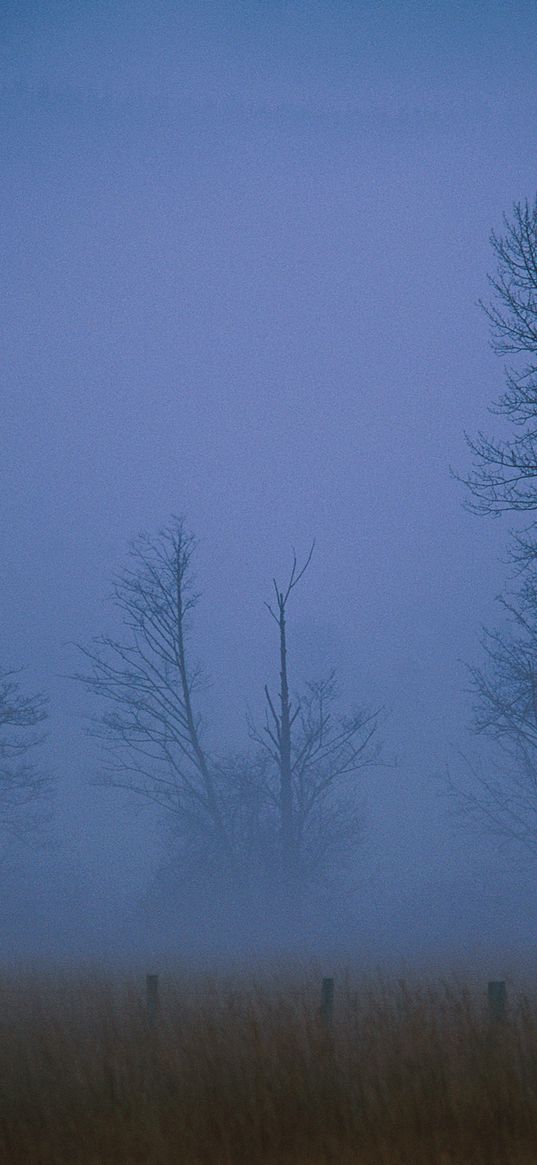 fog, haze, veil, trees, field, evening