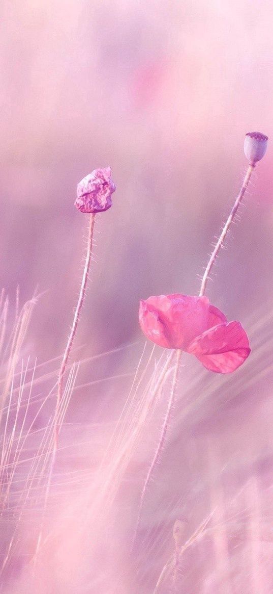 wheat, field, poppies, flowers, blur, wind