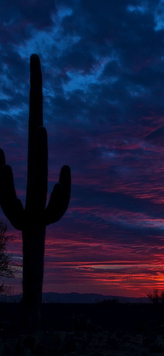 tucson, arizona, cactus, night, sky